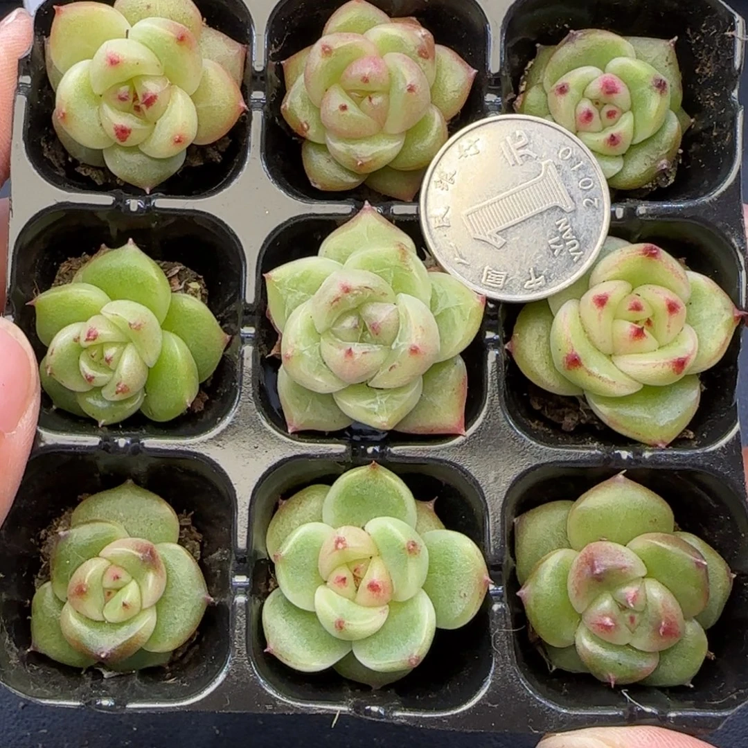 【满29包邮非偏远】058九棵超级珍妮