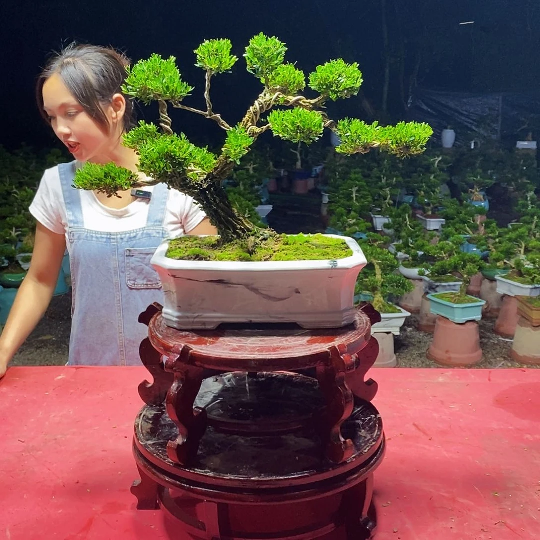 无花朵广东雀舌黄杨盆景