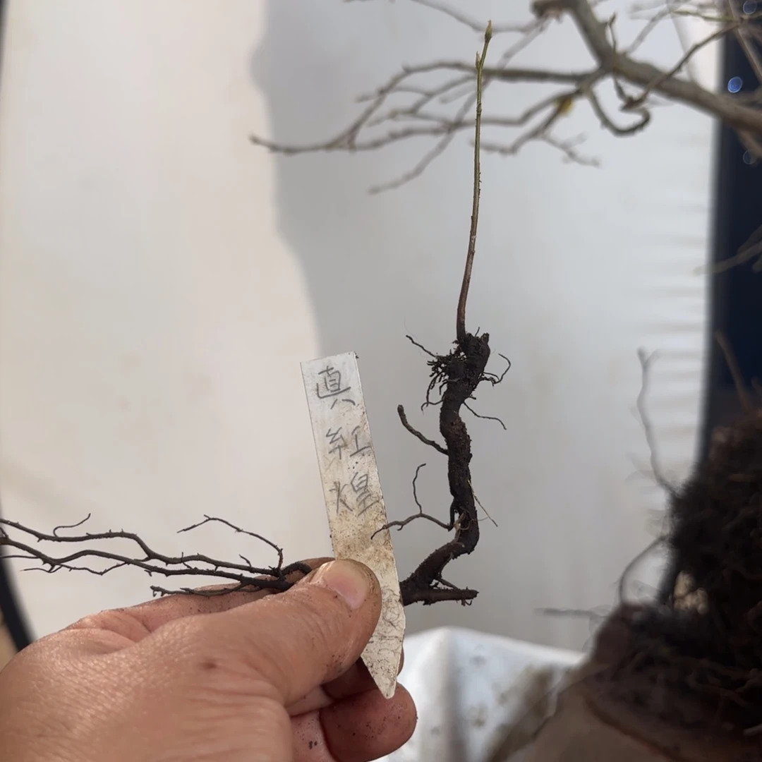 从*发真红煌，哈哈哈哈