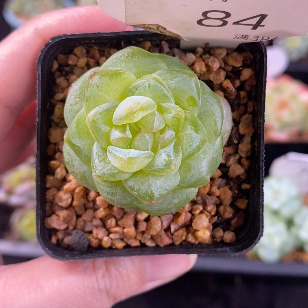 甜心单头全透84号