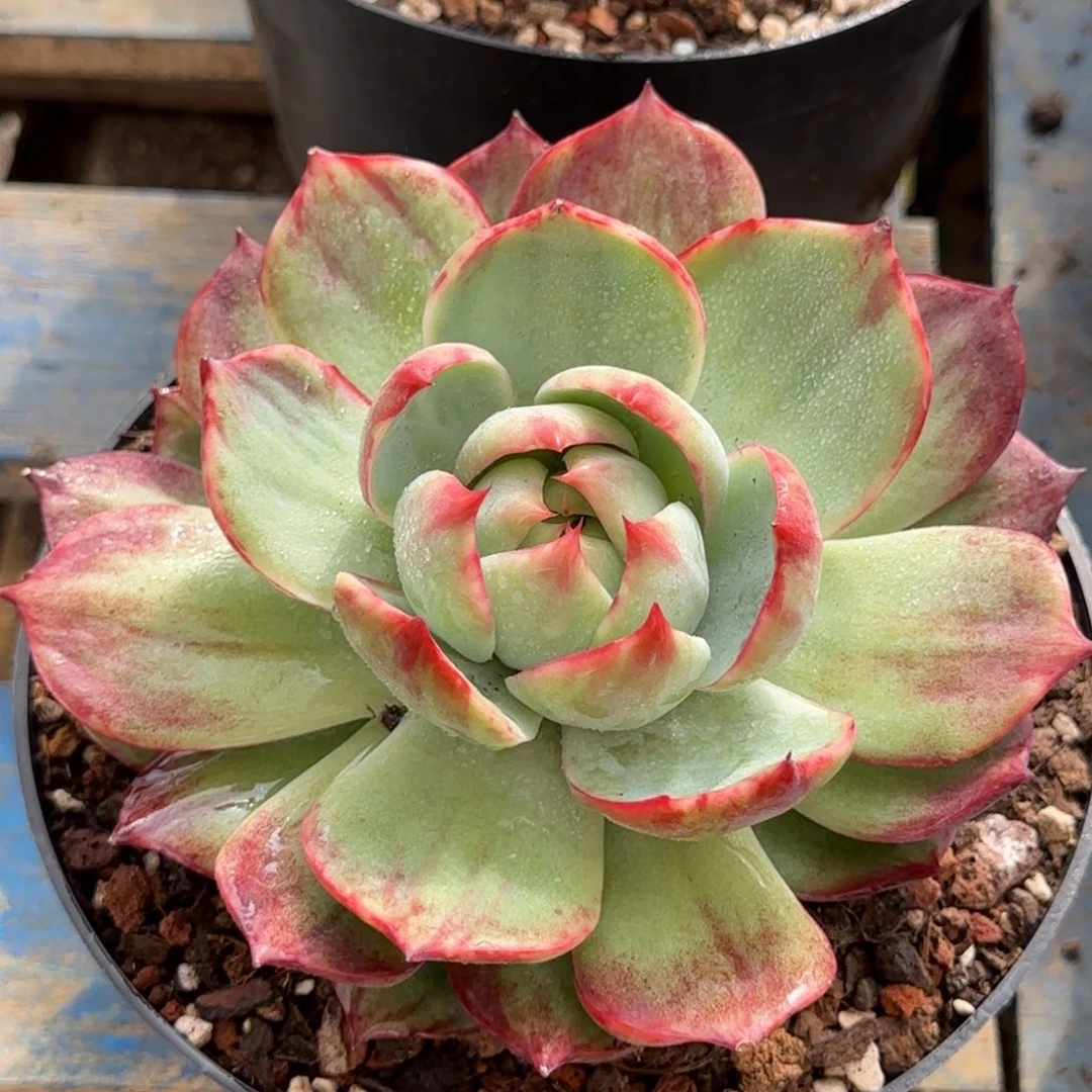 惊鸿一物一拍包装收缩花旱