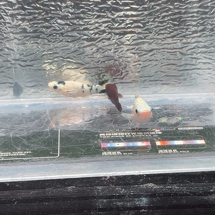 孔雀鱼玛丽鱼崽三条