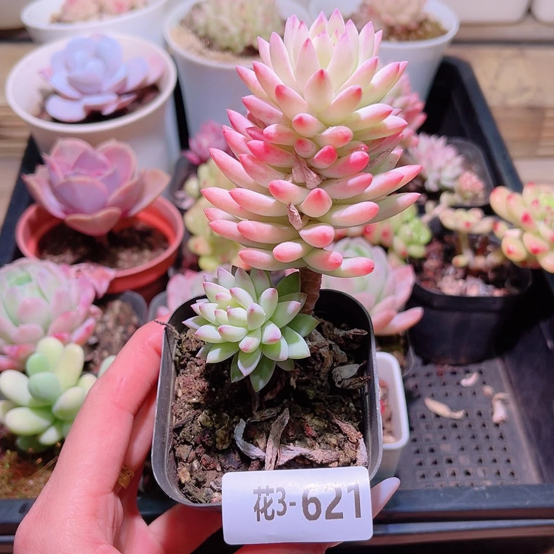 花利美3-621树冰