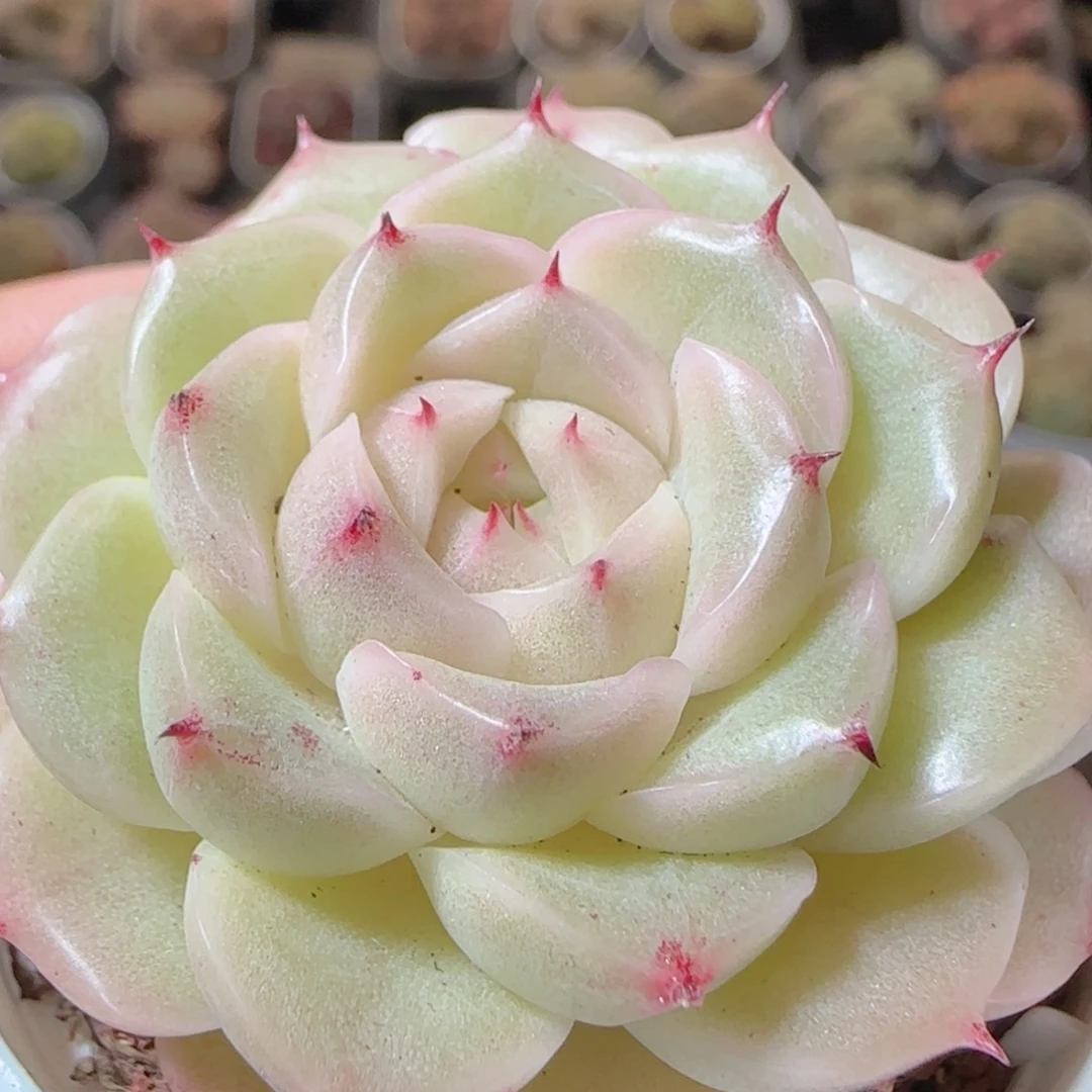 花语多肉1225-35白玉魔仙麦秆