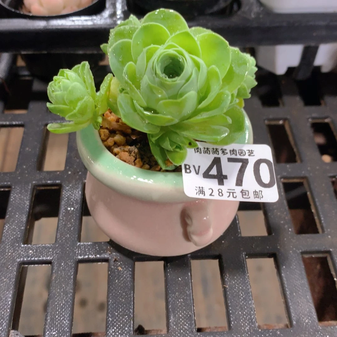 肉萌萌5cm拇指盆精控多肉BV470