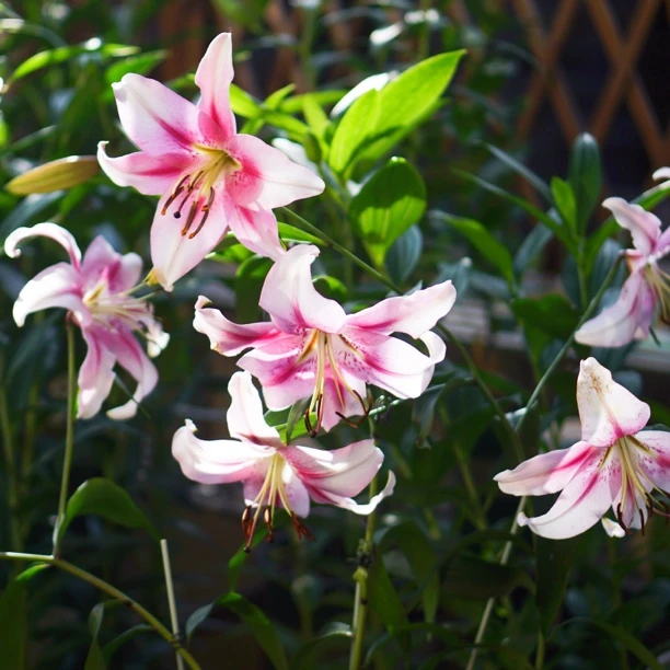 【安纳塔西亚】18/20 人高马大花量大