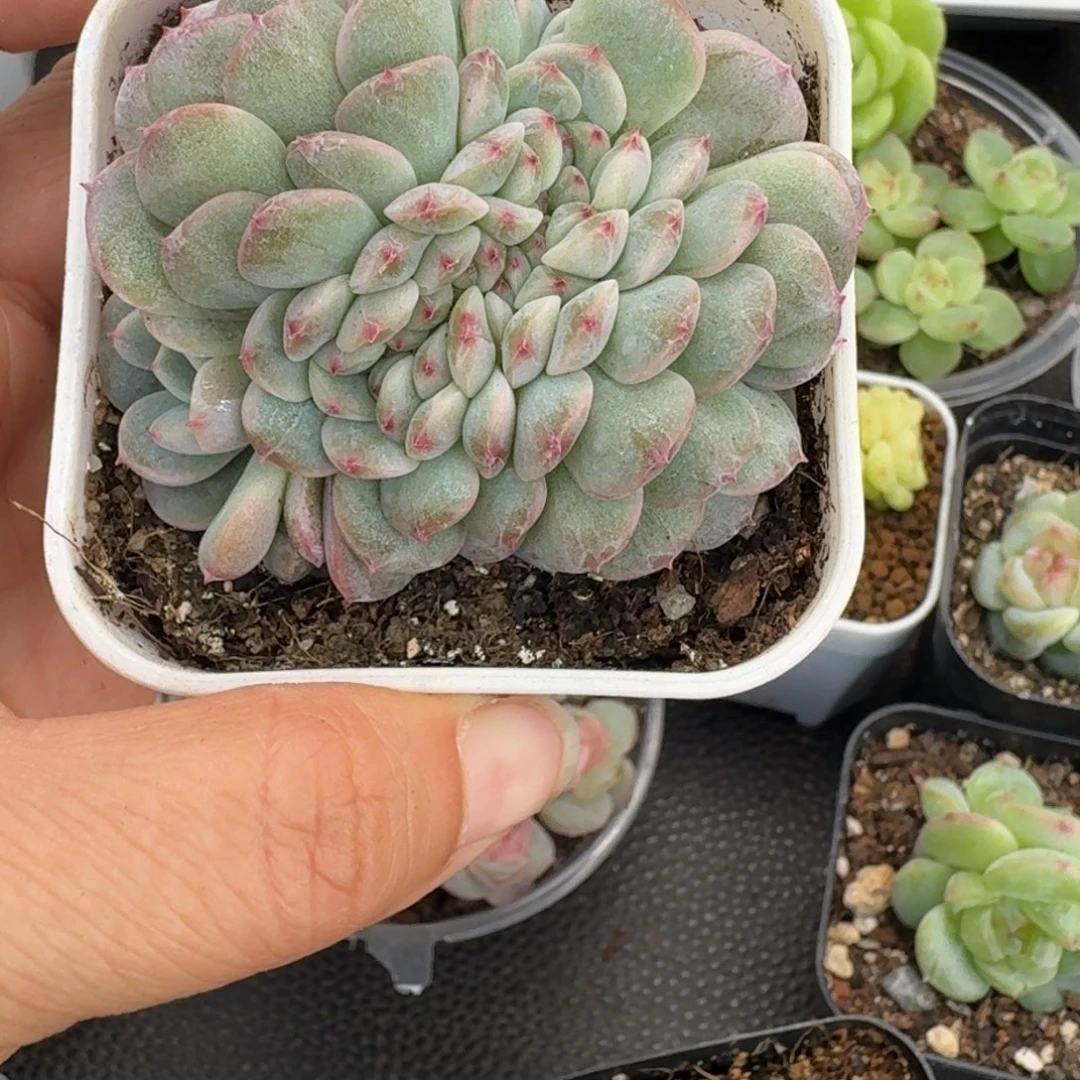 一物一拍一物一拍1024-271意欢