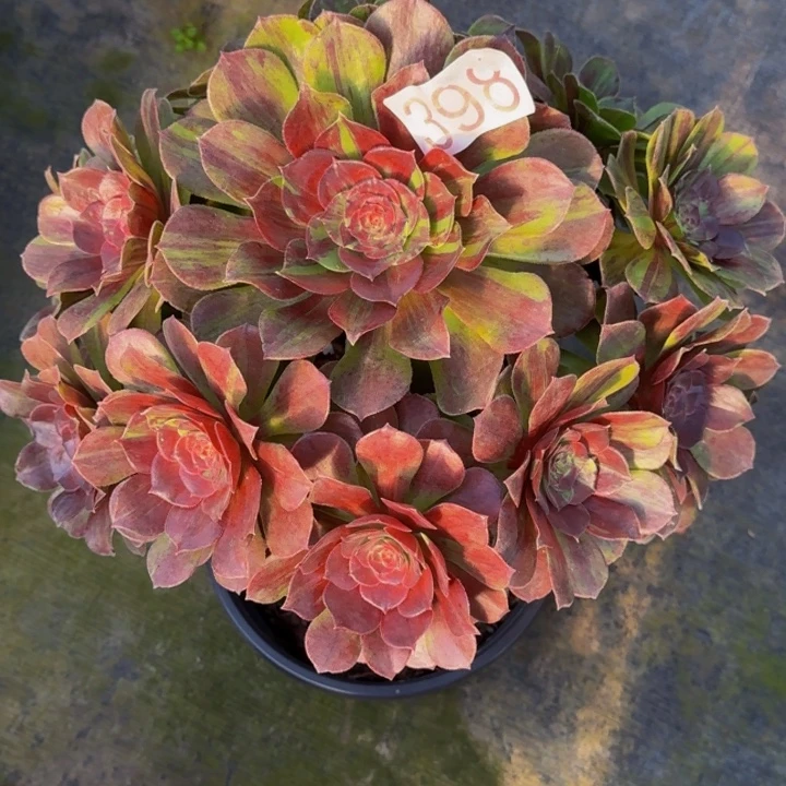 0000000000398花月夜多肉植物