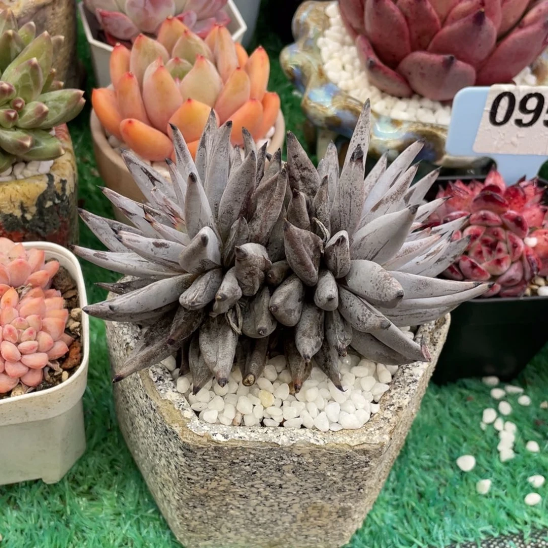 夜***子多肉植物盆栽多肉