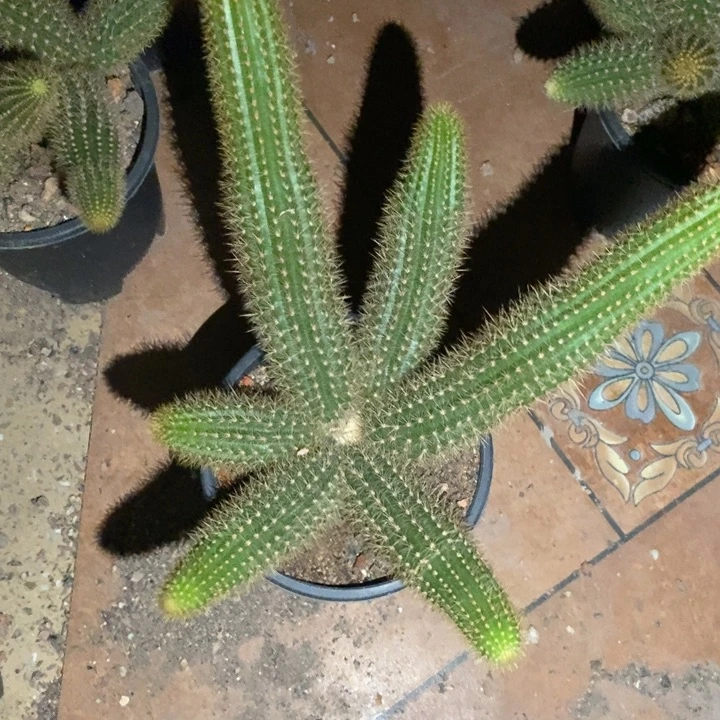 韩***姐仙人球双色金妞一物一拍