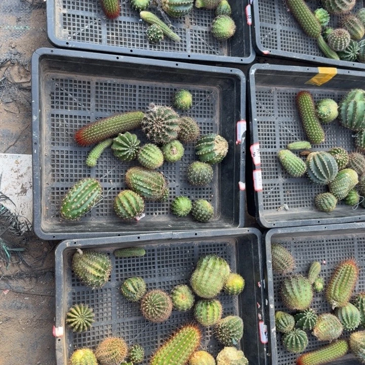 235筐拍无根侧牙无售后斑小