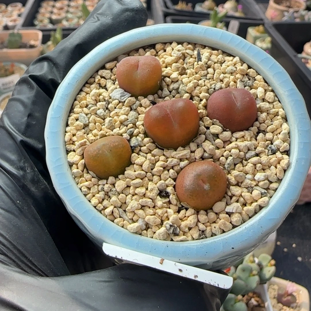 5581--一物一拍 带盆水蜜桃1430.5