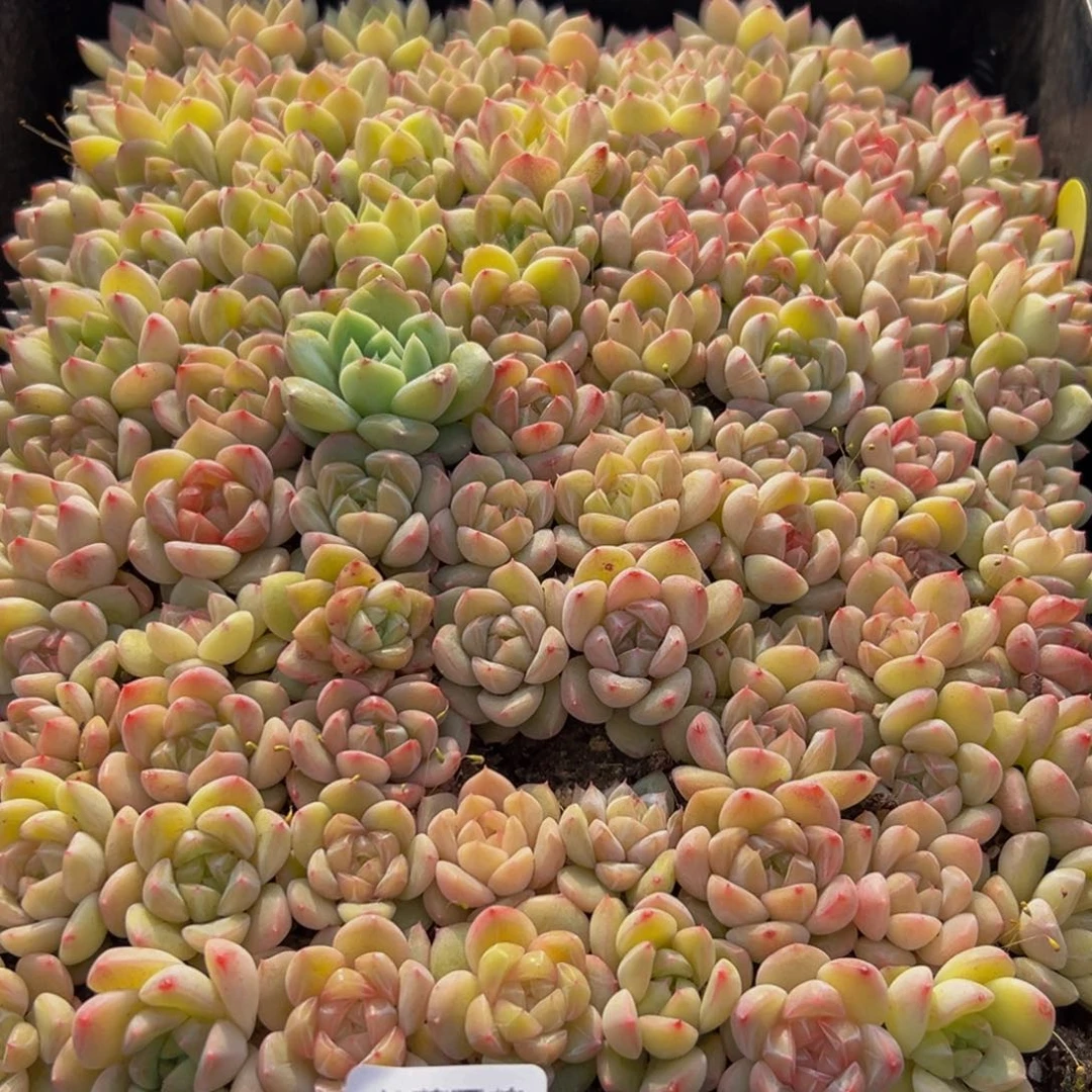 148多肉葡萄领导人的亲切