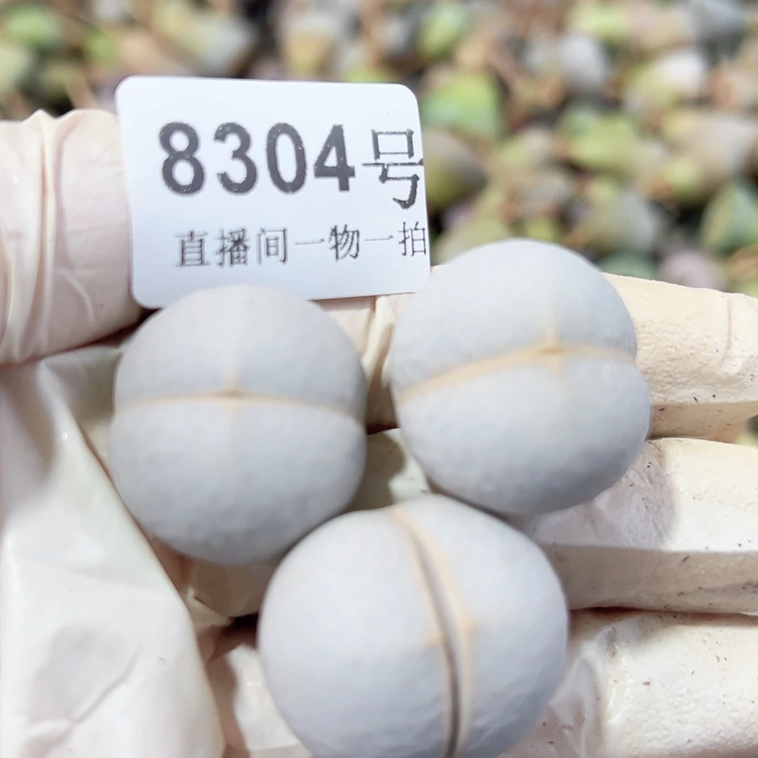 8304 好养易活生石花大母本3个