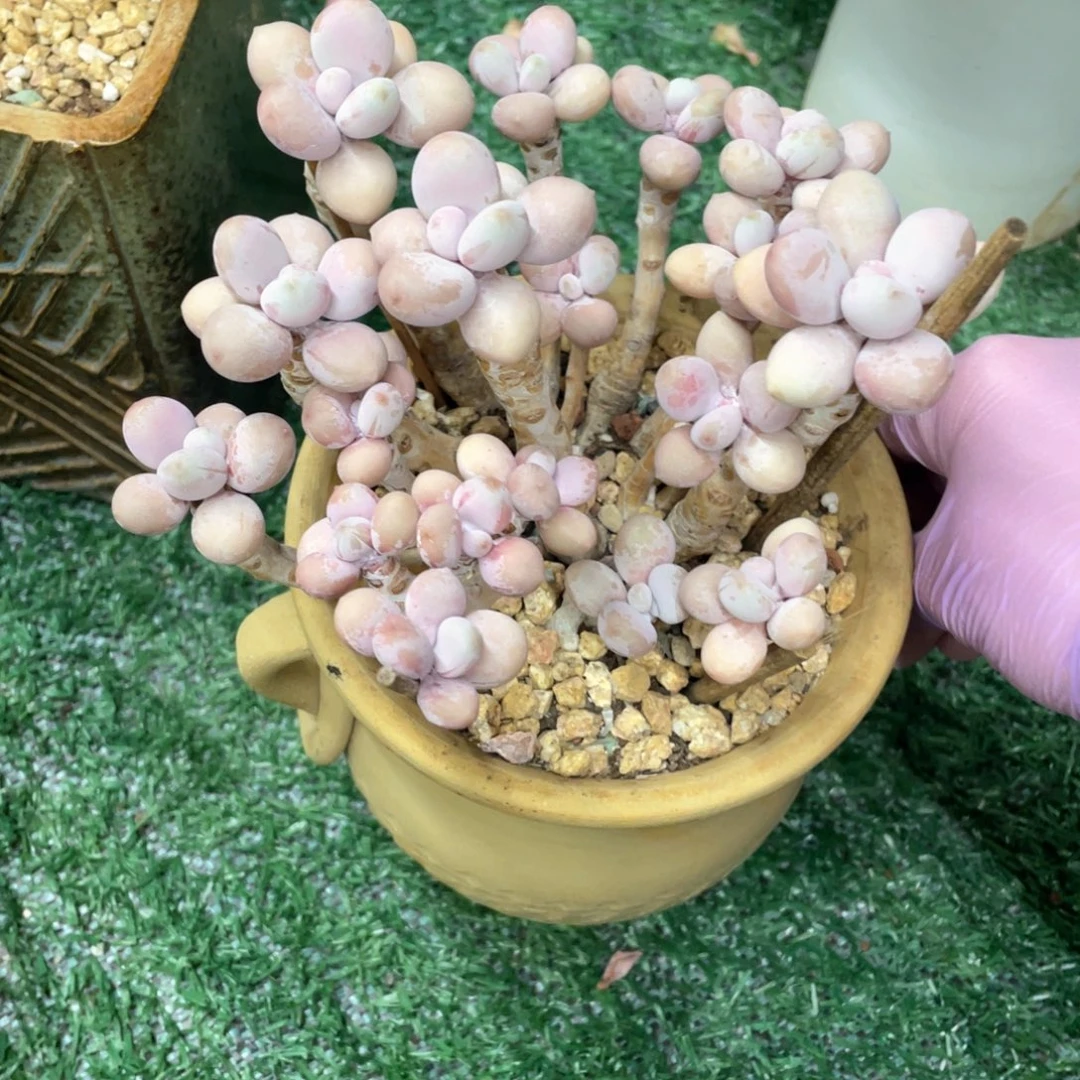 腰子蛋老桩一物一拍28包邮非偏远