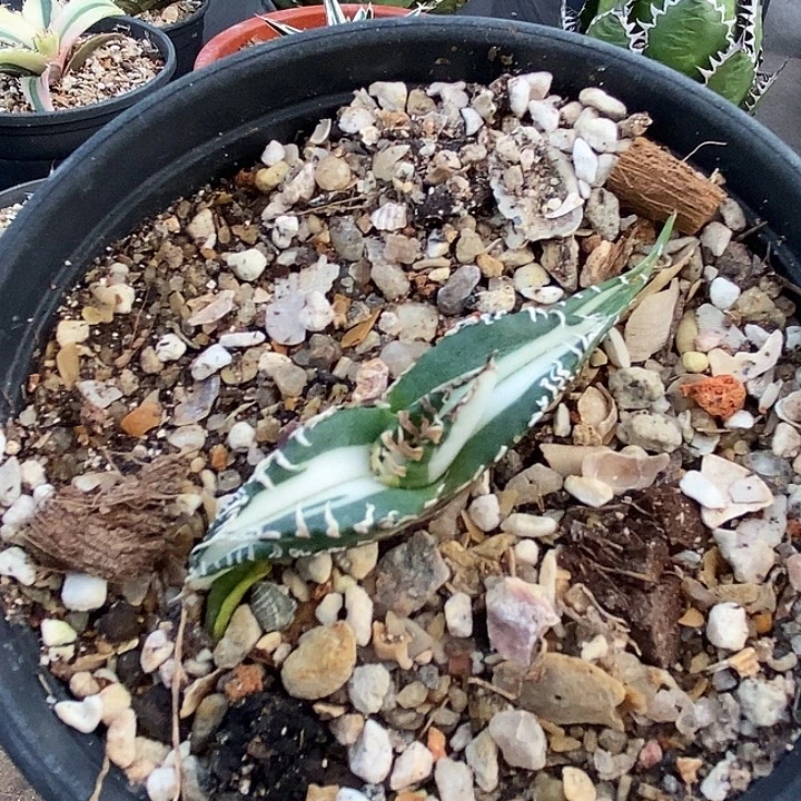 立可白瓷白中斑。