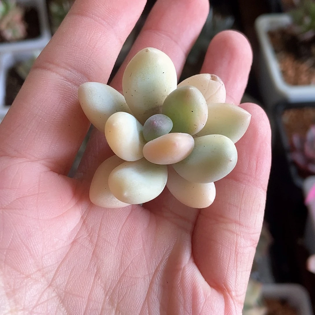蕊*当然当然当然当然当然