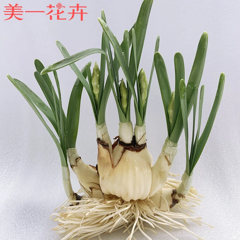 【剥皮矮化好】【不带盆】水仙花种球发芽水培春节开花带芽发货