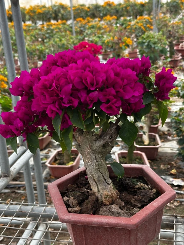 三角梅一物一拍直播间