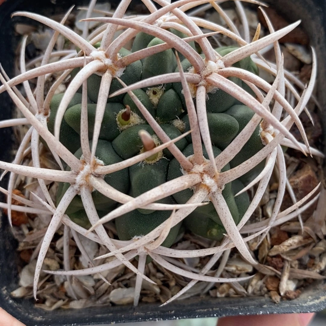 209控养碧岩玉植播园艺