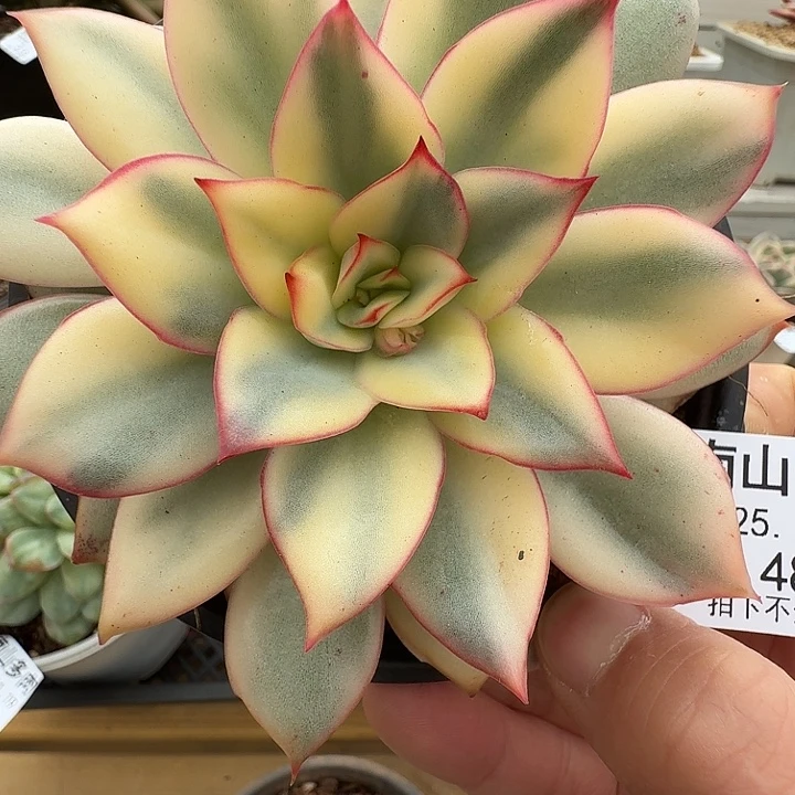 月光女神锦1111119-48