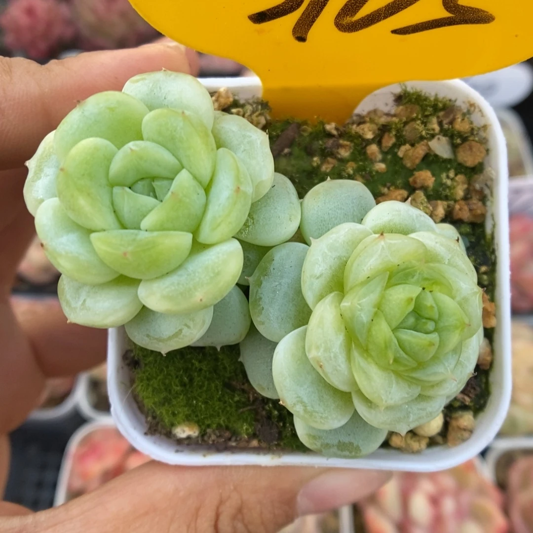 白晶体珍妮3165号。