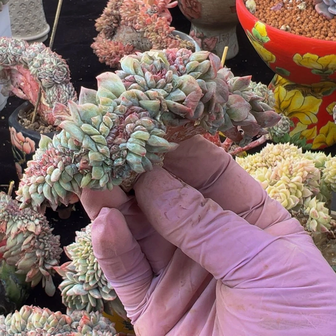 白桃汽水 新年快乐 新年快乐