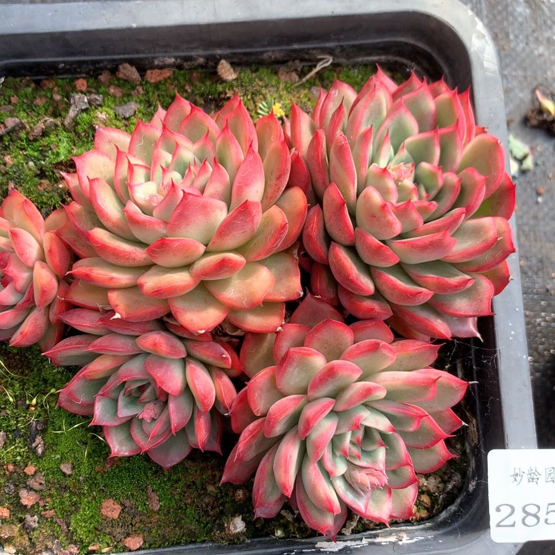 2852杂交多肉植物