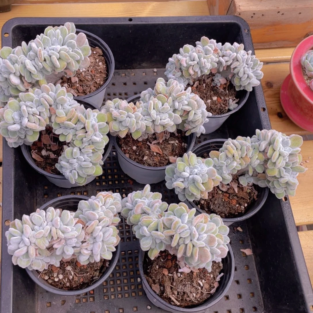 438号 雪晃星缀化带板子一个
