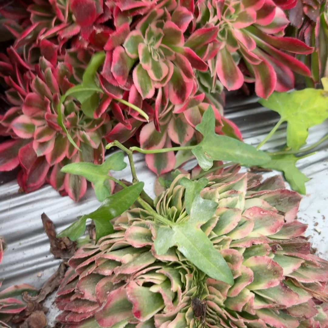 我8157 号多肉法师特价