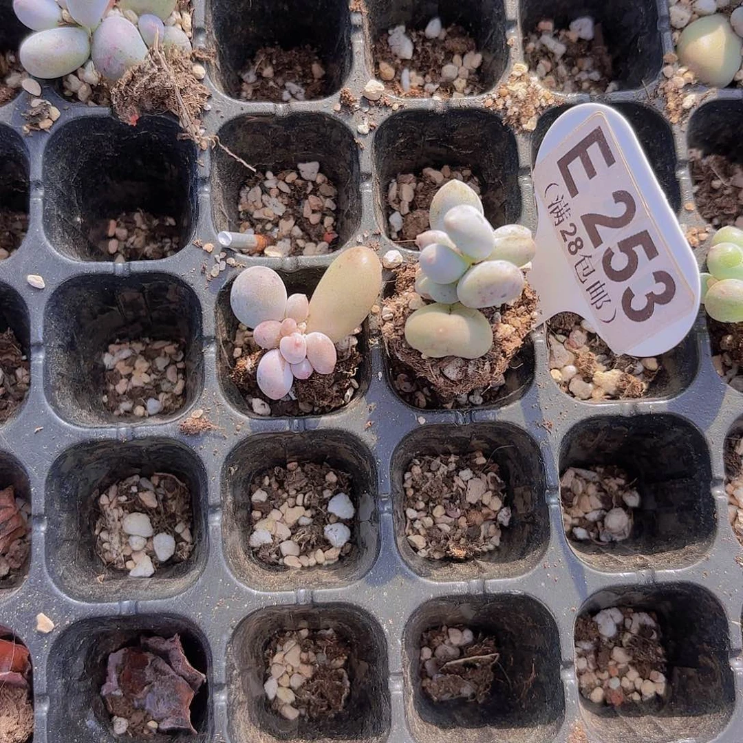 E325Mike奶两颗一物一拍