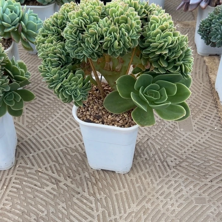 星娜塔缀鸡腿整版