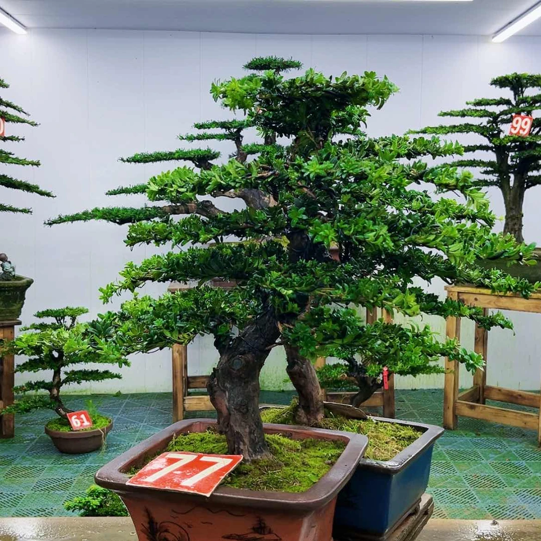 【闪购商品】无花朵罗汉松盆景的制作
