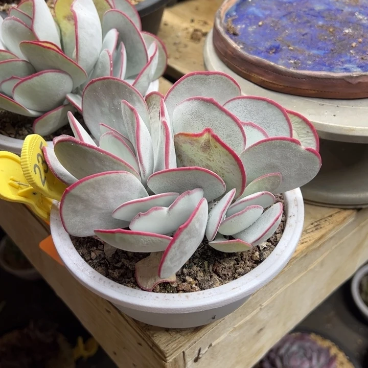 白眉 群生 夏鸣园艺