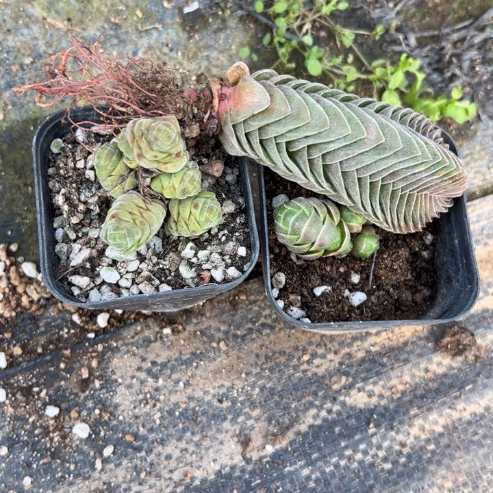 三颗塔，一物一拍脱土