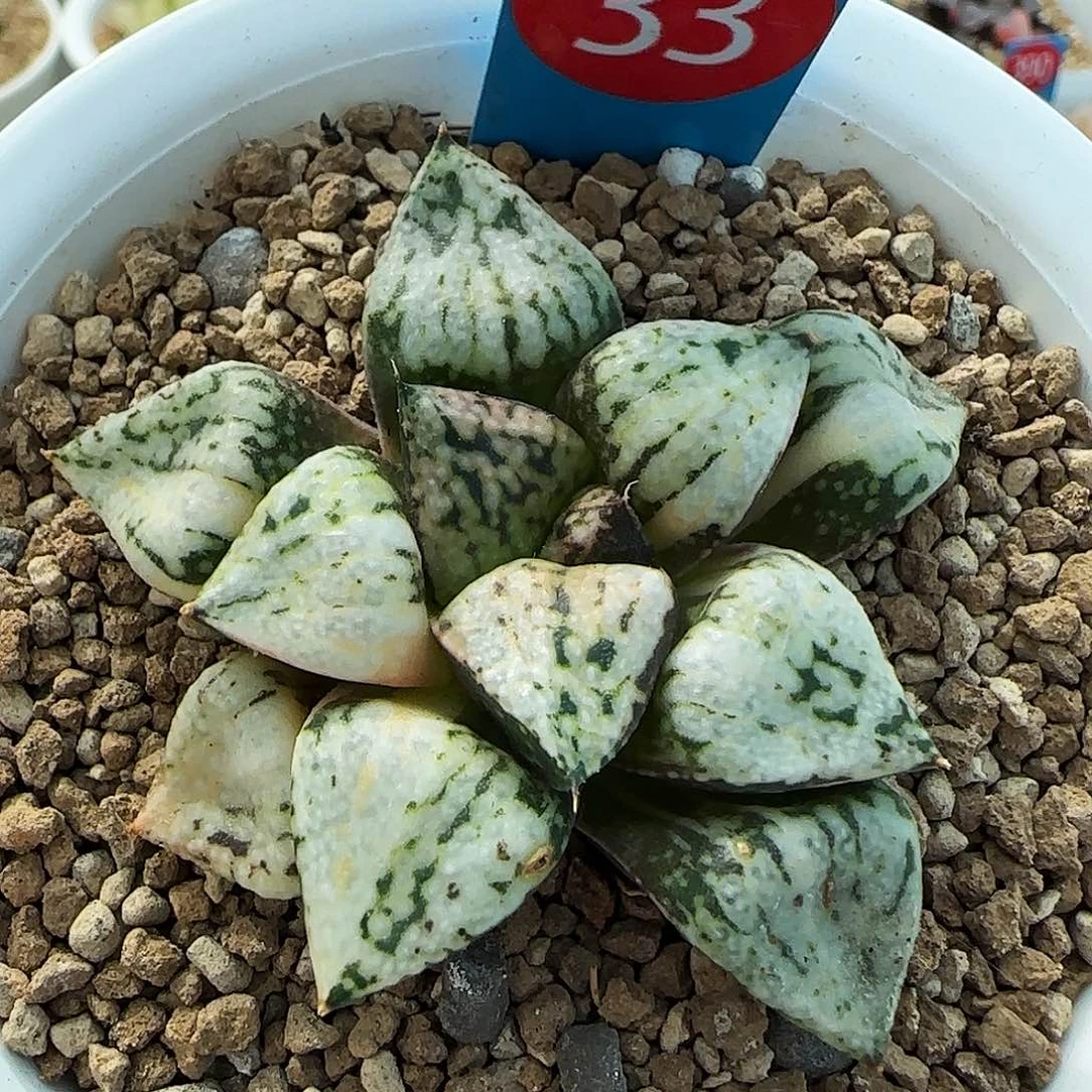 33号潘多拉魔盒锦一物一拍带盆土