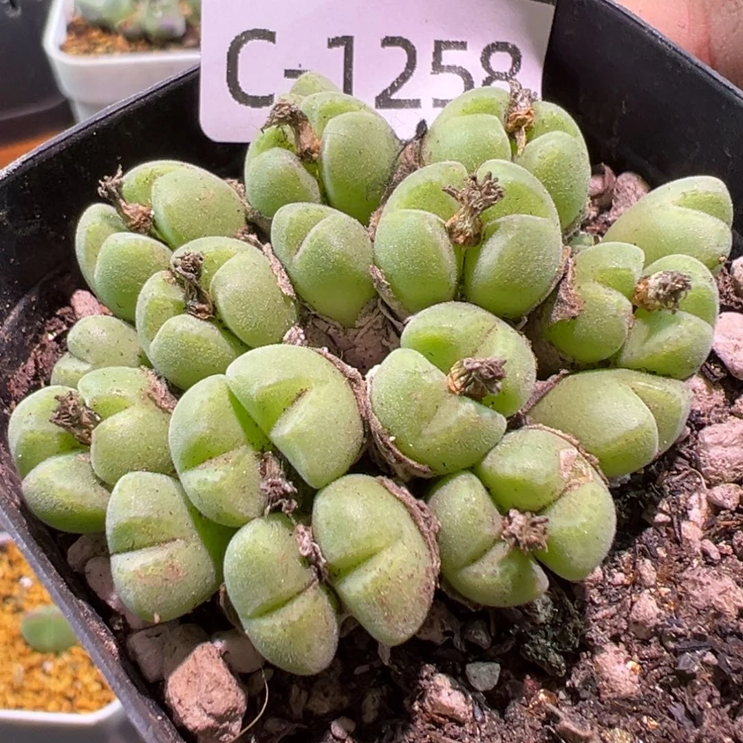 多肉植物1111111111111