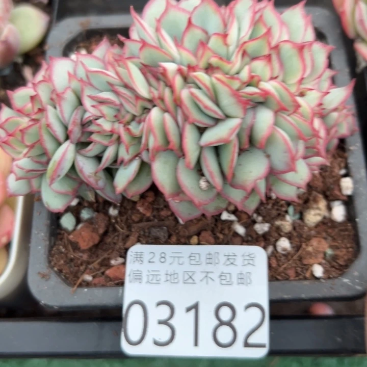 幸运儿是一位非常优秀且幸运