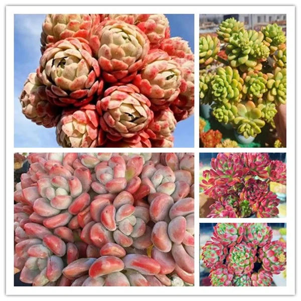 X贝瑞+洛神 组合 云南基地直发 多肉绿植 带盆带土