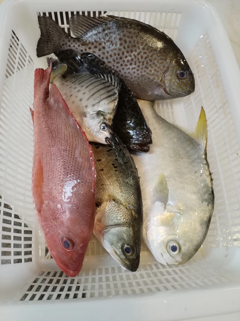 海鲜杂鱼C链接5斤装 南海海陵岛 【刚刚回船！新鲜！】