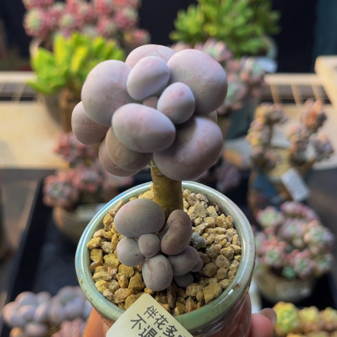 芭比奶酪293/4cm多肉
