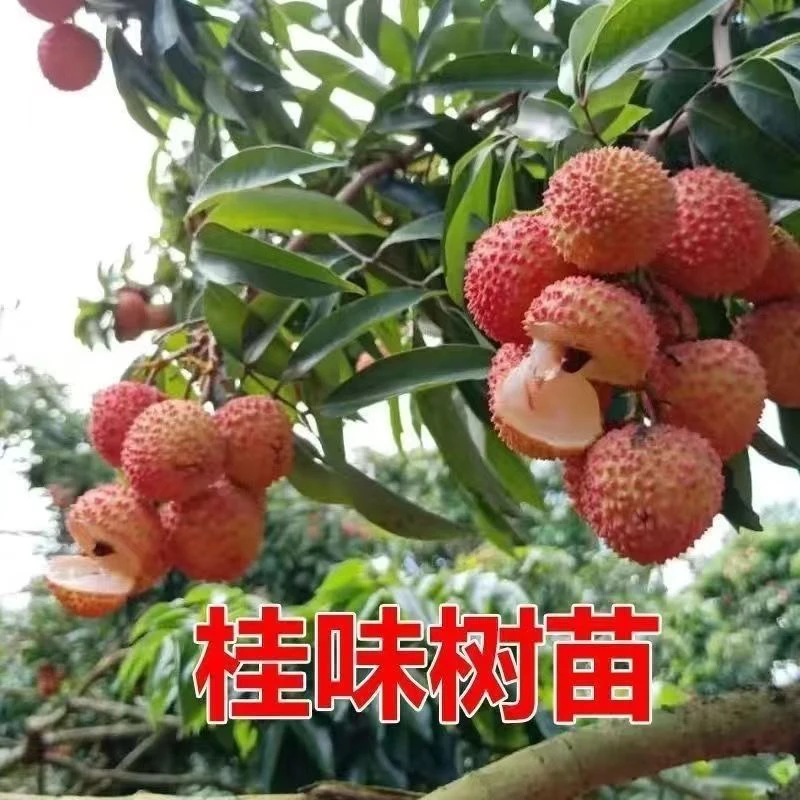 桂味荔枝果树大苗南方北方种植特大盆栽地栽庭院带土带叶