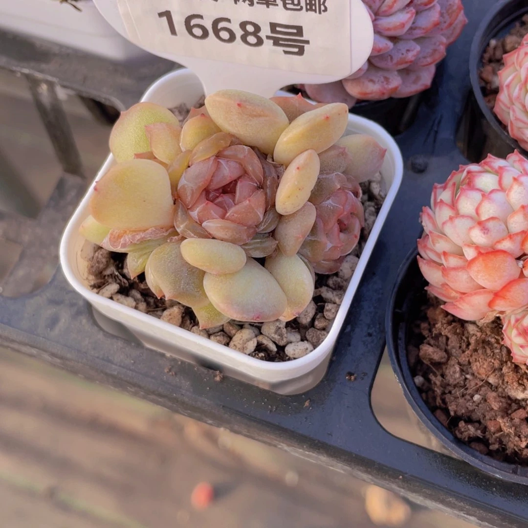 1668号 全状态红色恋人四头