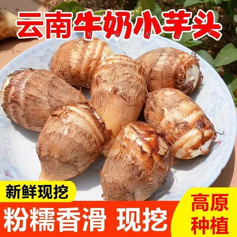 云南新鲜现挖牛奶小芋头软糯香甜当季高原蔬菜特产奶香四溢小芋艿