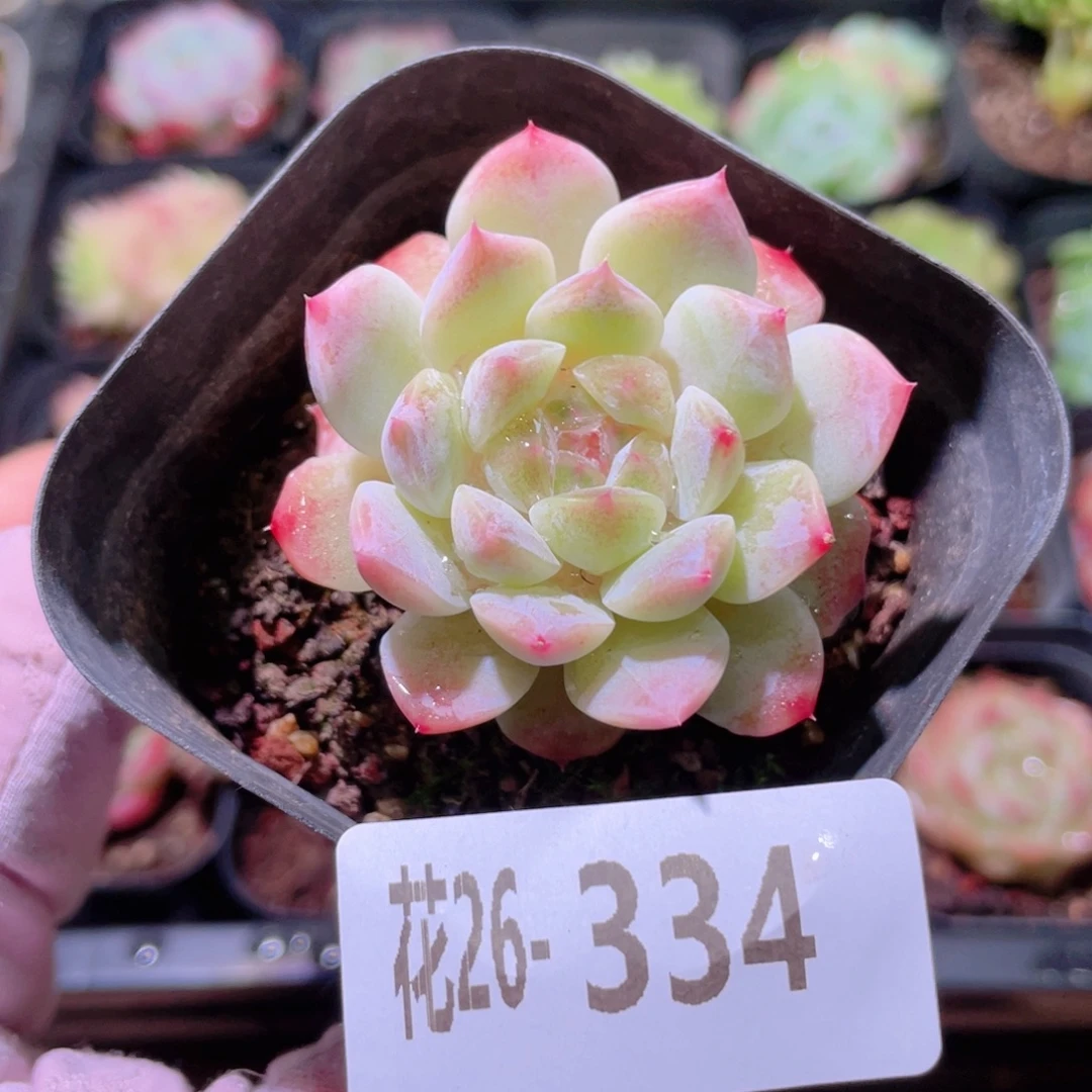 花利美26-334秘境冰魄