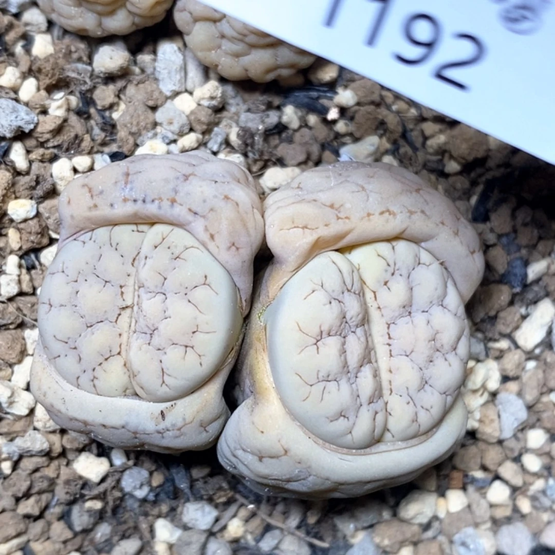 1192。零下拍保温。