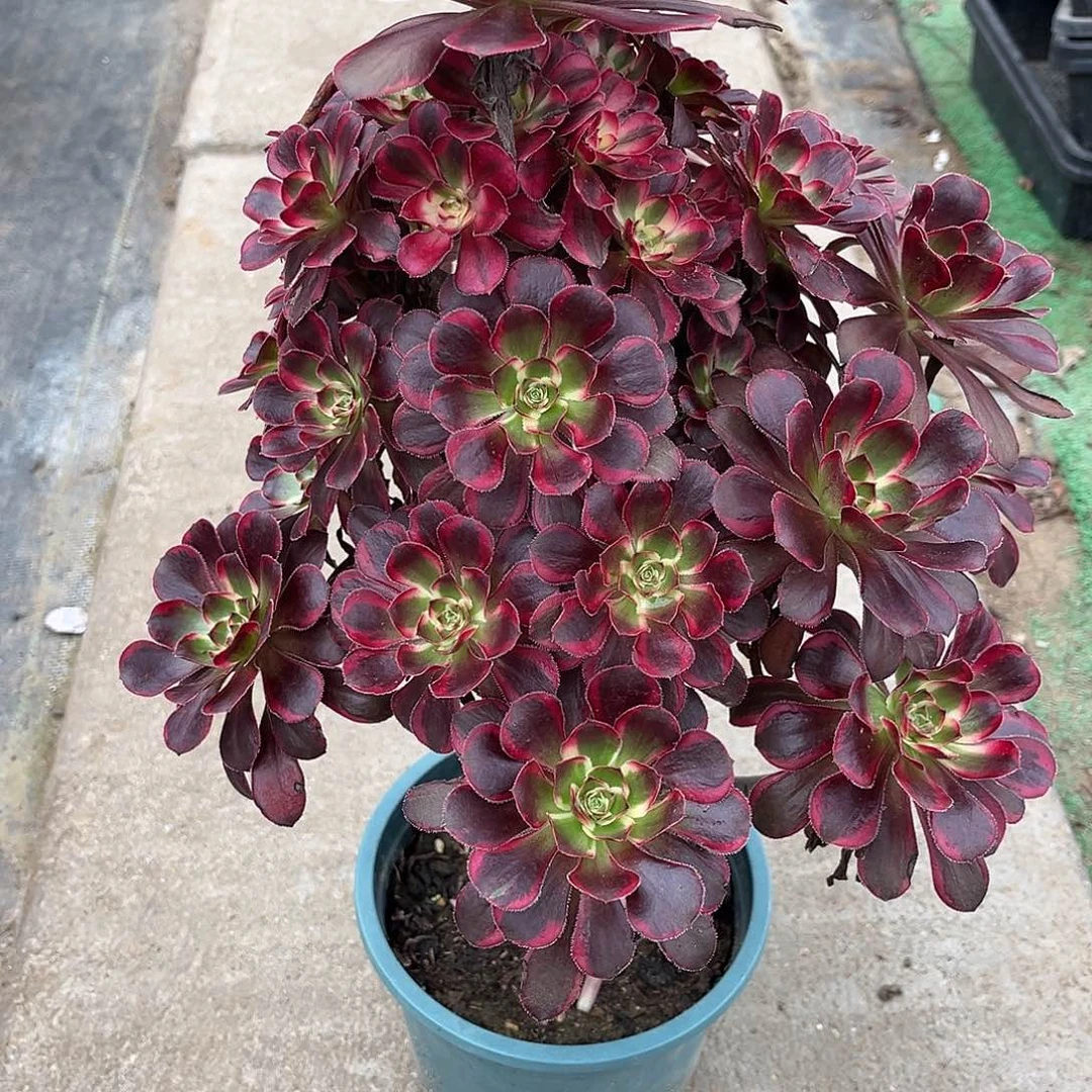 法师多肉植物漂亮漂亮