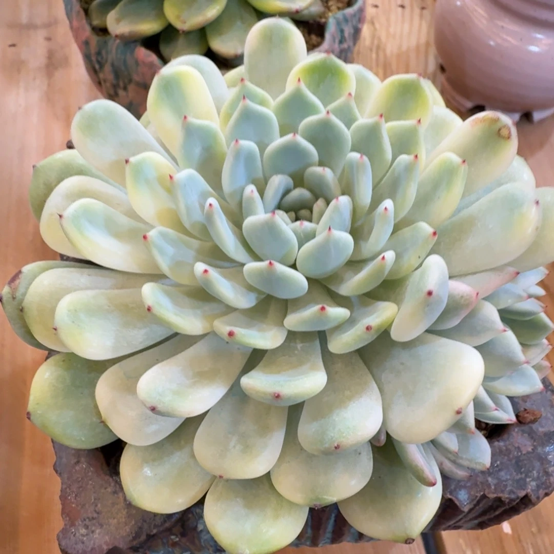 雪爪 安吉园艺锦锦锦