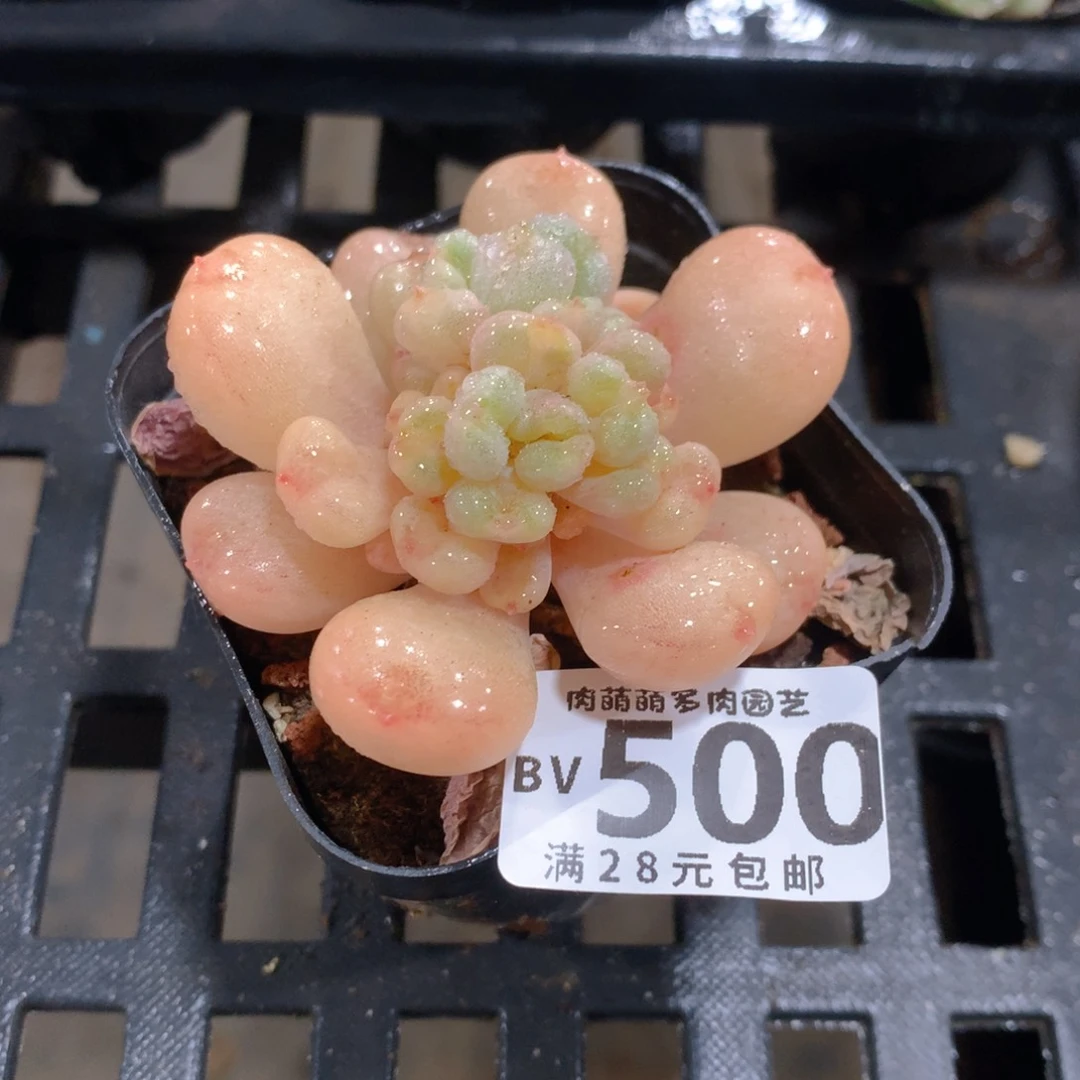 肉萌萌5cm拇指盆精控多肉BV500