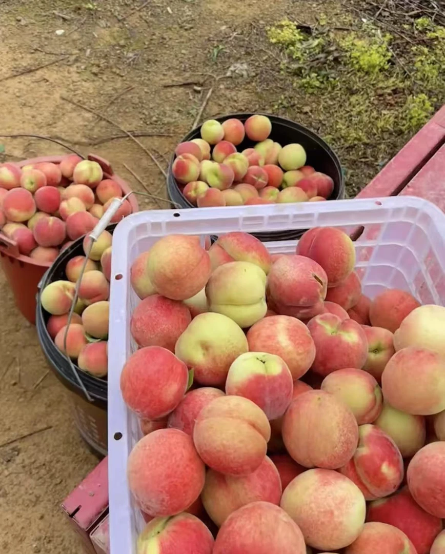 (顺丰包邮）贵州罗甸高山农户新鲜四月桃清甜脆多汁坏果包赔